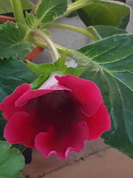 thumbnail (5) - GLOXINIA 2024