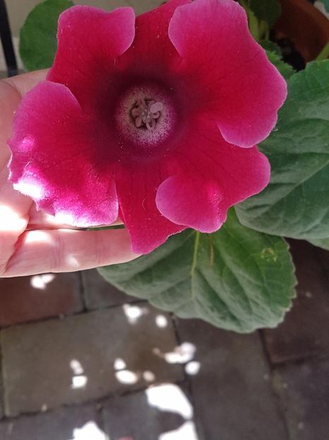 thumbnail (7) - GLOXINIA 2024