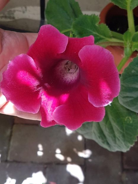 thumbnail (8) - GLOXINIA 2024