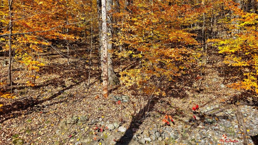 Gatineau Autumn - CANADIAN AUTUMN - Toamna canadiana