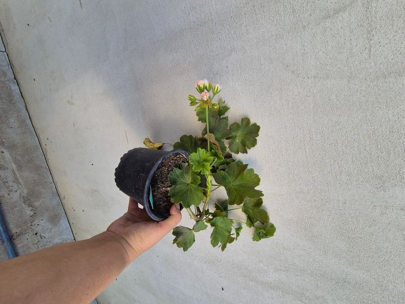 Sweden rose 35 - 1Vanzare muscate de colectie