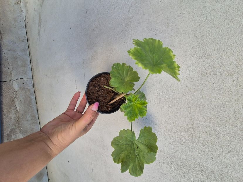 Yu Asia 45 - 1Vanzare muscate de colectie