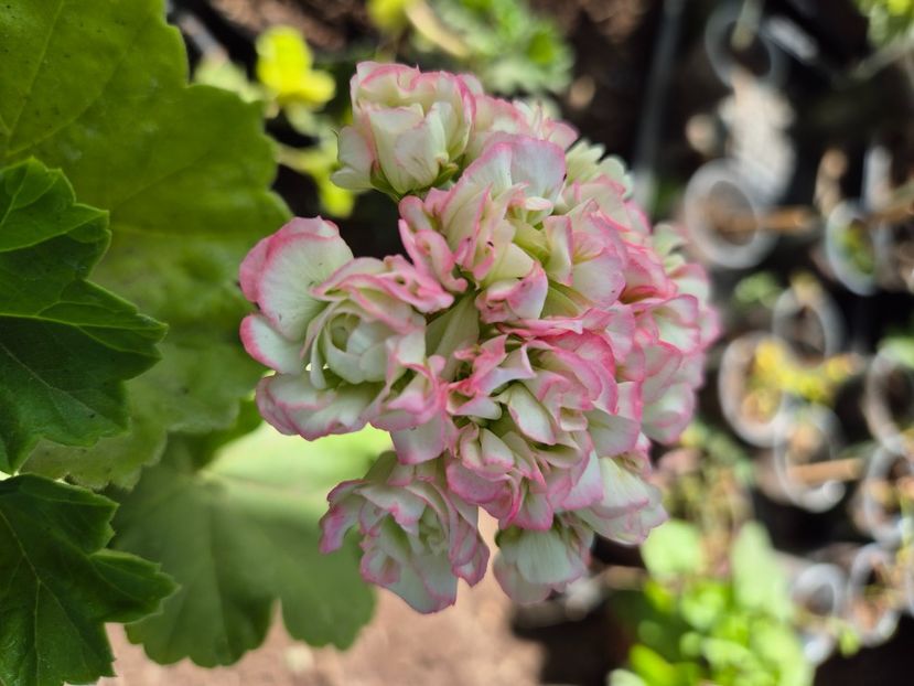 April snow30 - 1Vanzare muscate de colectie