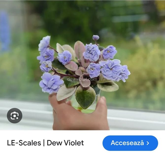 Foto net - Violeta Scales