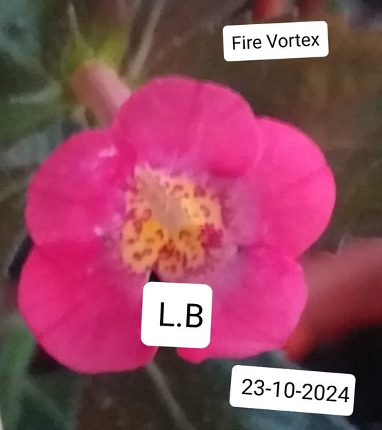 Fire Vortex - ACHIMENES - 2024