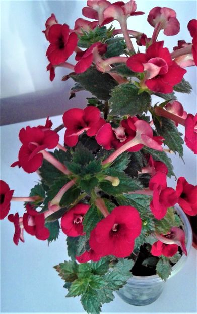  - 0004 achimenes