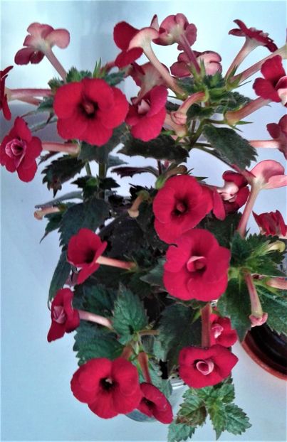 - 0004 achimenes