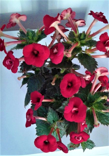  - 0004 achimenes