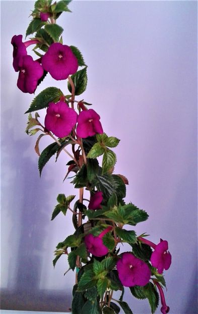  - achimenes Jennifer Goode 09 10 2019