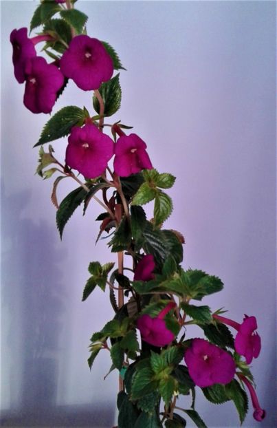  - achimenes Jennifer Goode 09 10 2019