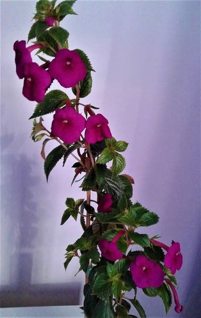  - achimenes Jennifer Goode 09 10 2019