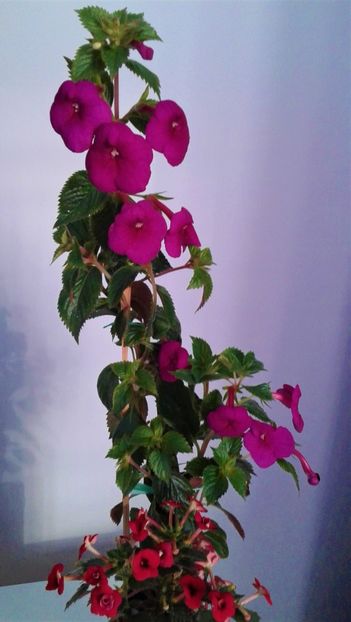  - achimenes Jennifer Goode 09 10 2019