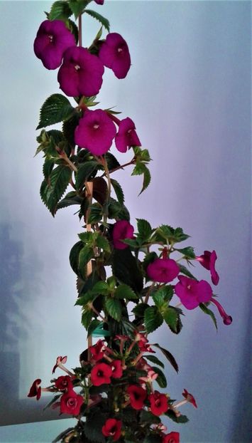  - achimenes Jennifer Goode 09 10 2019