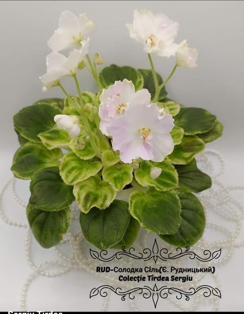 Foto Sergiu Tirdea - Violeta RUD-Solodka Sil