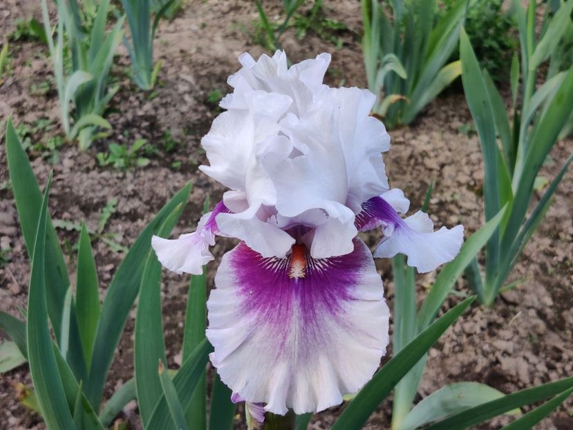 Horske oko - Ea - Lu