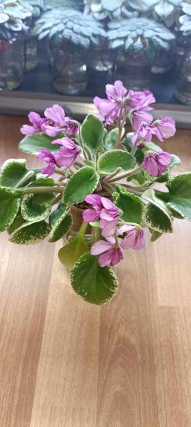 Colectie Sergiu Tirdea - Violeta Tser Sbylas Mechta