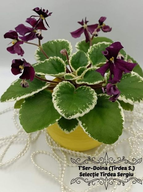  - Violeta Tser Doina