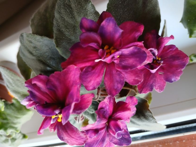  - AE Streletes elite