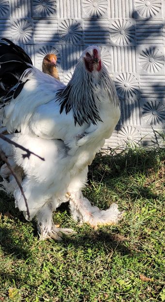  - a__Pui și tineret brahma 2024