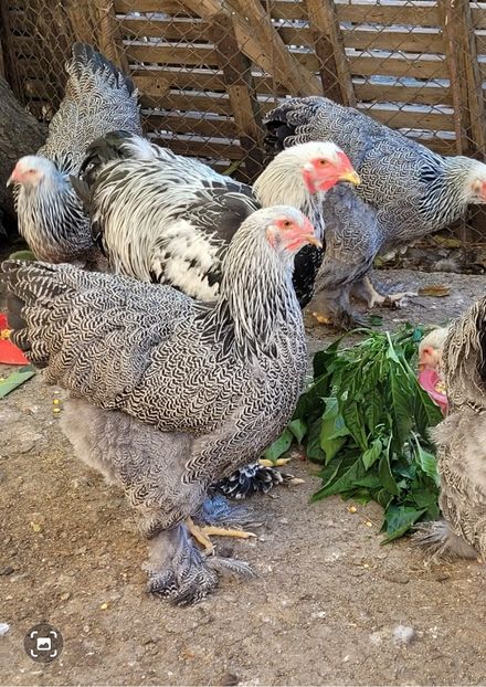 Screenshot_20241015_044415_Gallery - a__Pui și tineret brahma 2024