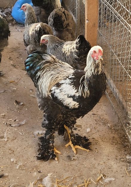  - a__Pui și tineret brahma 2024