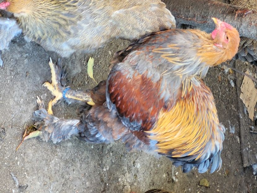  - a__Pui și tineret brahma 2024