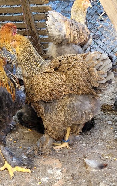  - a__Pui și tineret brahma 2024