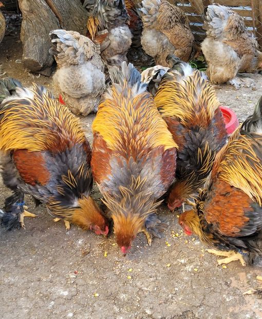  - a__Pui și tineret brahma 2024