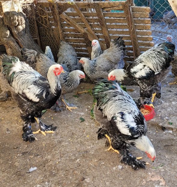  - a__Pui și tineret brahma 2024