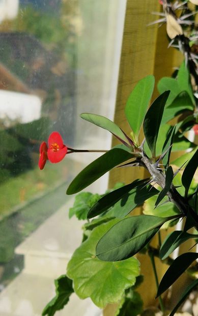 . - Florile mamei