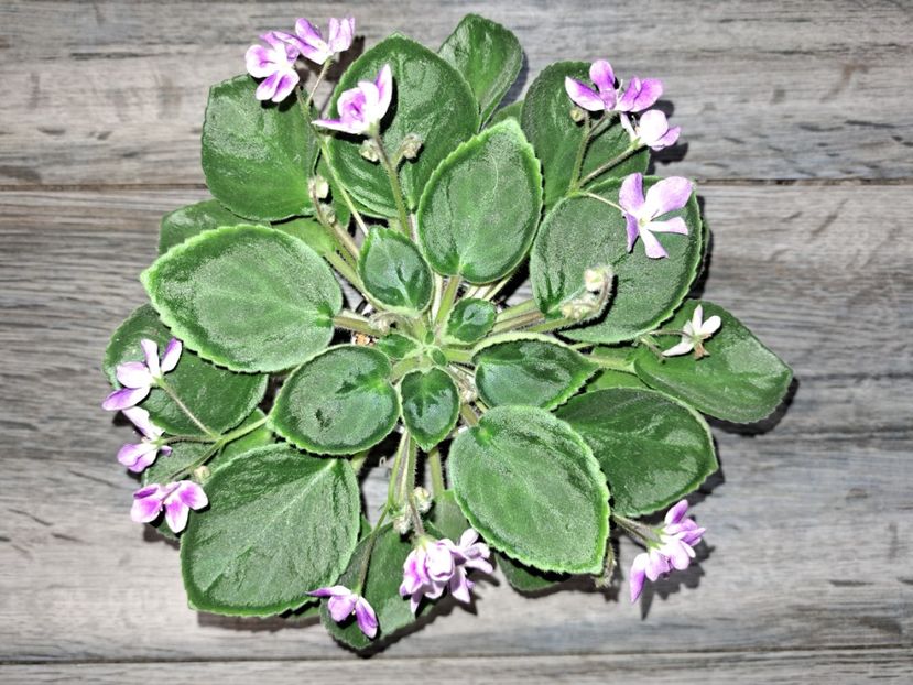  - Violeta Imp s Lil Deathcap