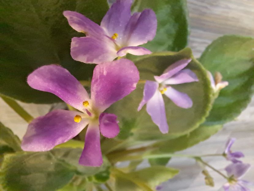  - Violeta Imp s Lil Deathcap