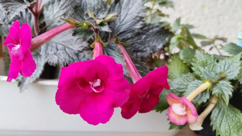 2024 - 2024-RF s Berry Sweet