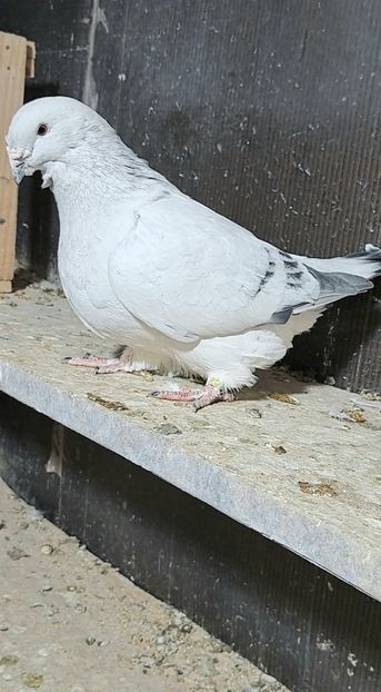 Screenshot_20241024_185046_Gallery - VOIAJOR ROMANESC DE FRUMUSETE MASCULI