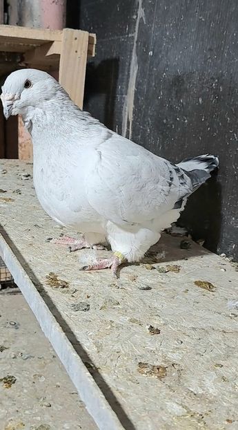 Screenshot_20241024_184944_Gallery - VOIAJOR ROMANESC DE FRUMUSETE MASCULI