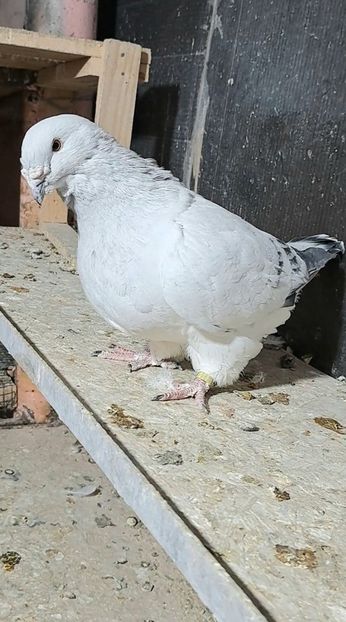 Screenshot_20241024_184926_Gallery - VOIAJOR ROMANESC DE FRUMUSETE MASCULI