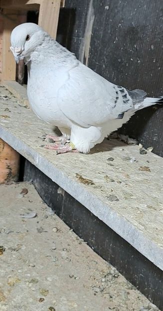 Screenshot_20241024_184723_Gallery - VOIAJOR ROMANESC DE FRUMUSETE MASCULI