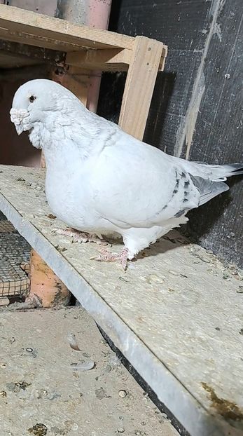 Screenshot_20241024_181747_Gallery - VOIAJOR ROMANESC DE FRUMUSETE MASCULI