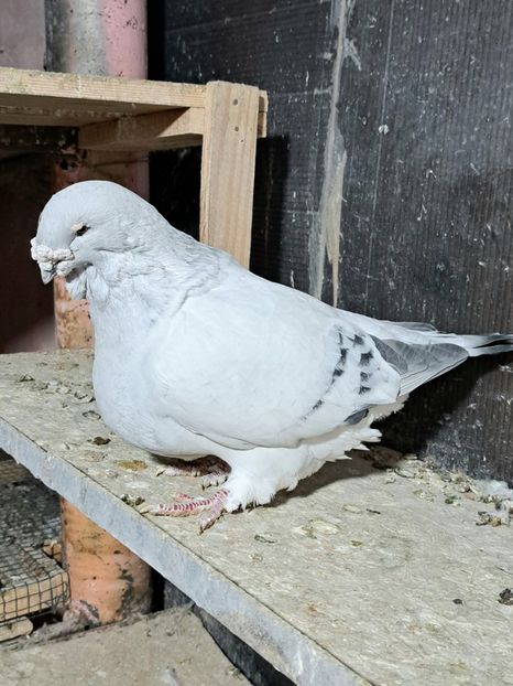  - VOIAJOR ROMANESC DE FRUMUSETE MASCULI