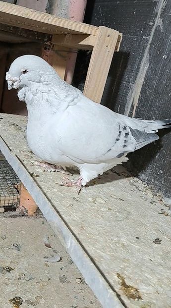 Screenshot_20241024_181730_Gallery - VOIAJOR ROMANESC DE FRUMUSETE MASCULI