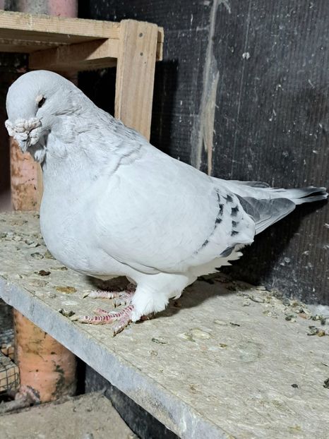  - VOIAJOR ROMANESC DE FRUMUSETE MASCULI