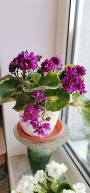  - 2024 flori în balcon