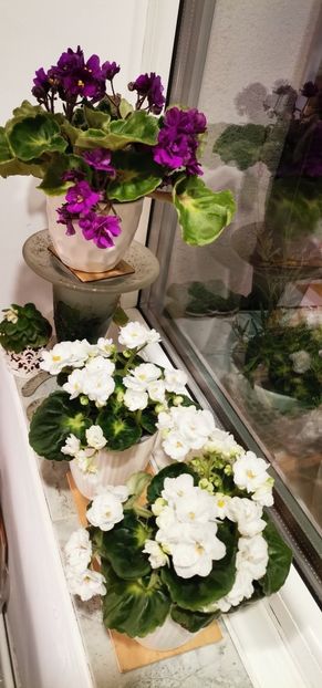  - 2024 flori în balcon