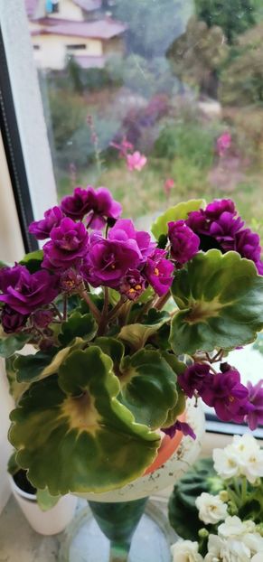  - 2024 flori în balcon