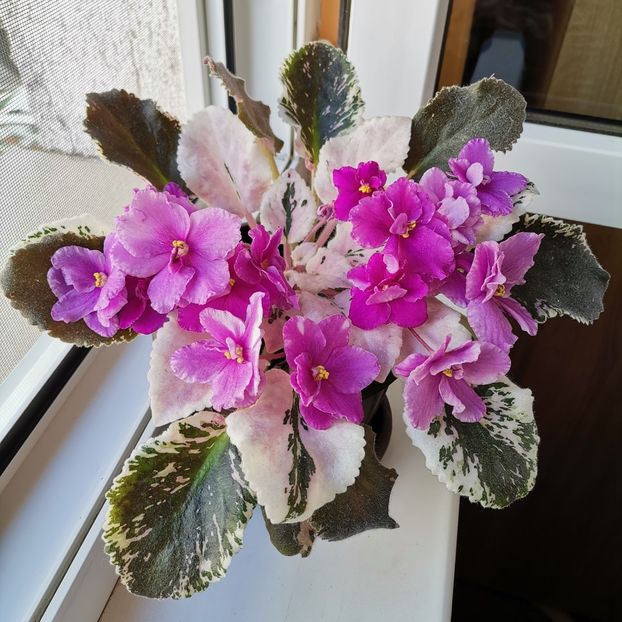  - Superba violeta la mama