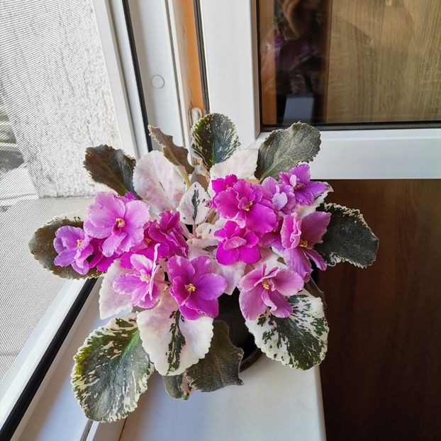  - Superba violeta la mama
