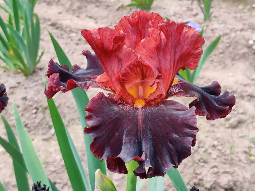 Terra del fuoco - Sa - Z