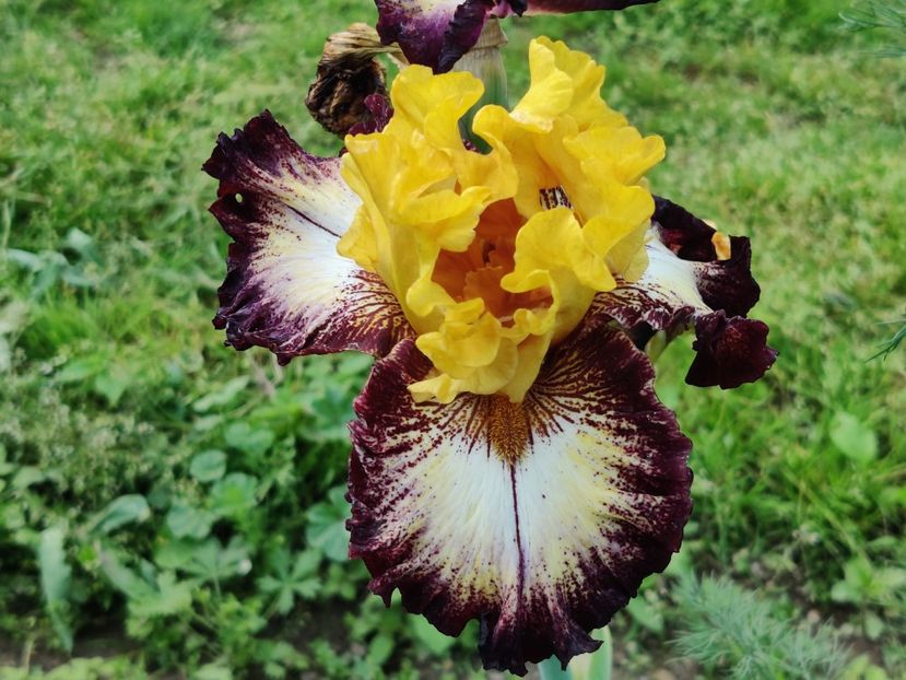 Magic ring - Ma - Ru