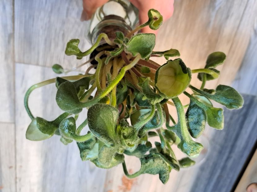  - Violeta Senk s Anemone