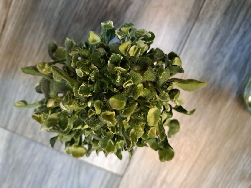  - Violeta Wesley s Little Monster